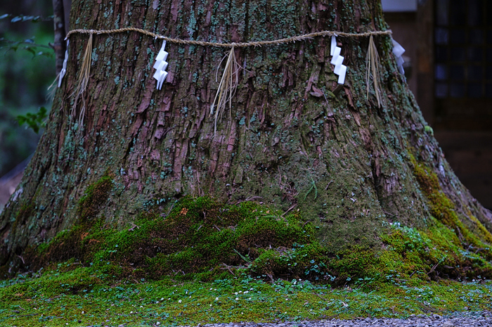 シグマ Sigma 200mm F2 DG OS | Sports ／ 奈良 吉野郡 十津川村の梅花